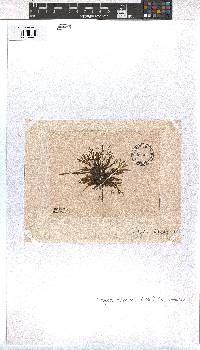 Dictyota dichotoma image