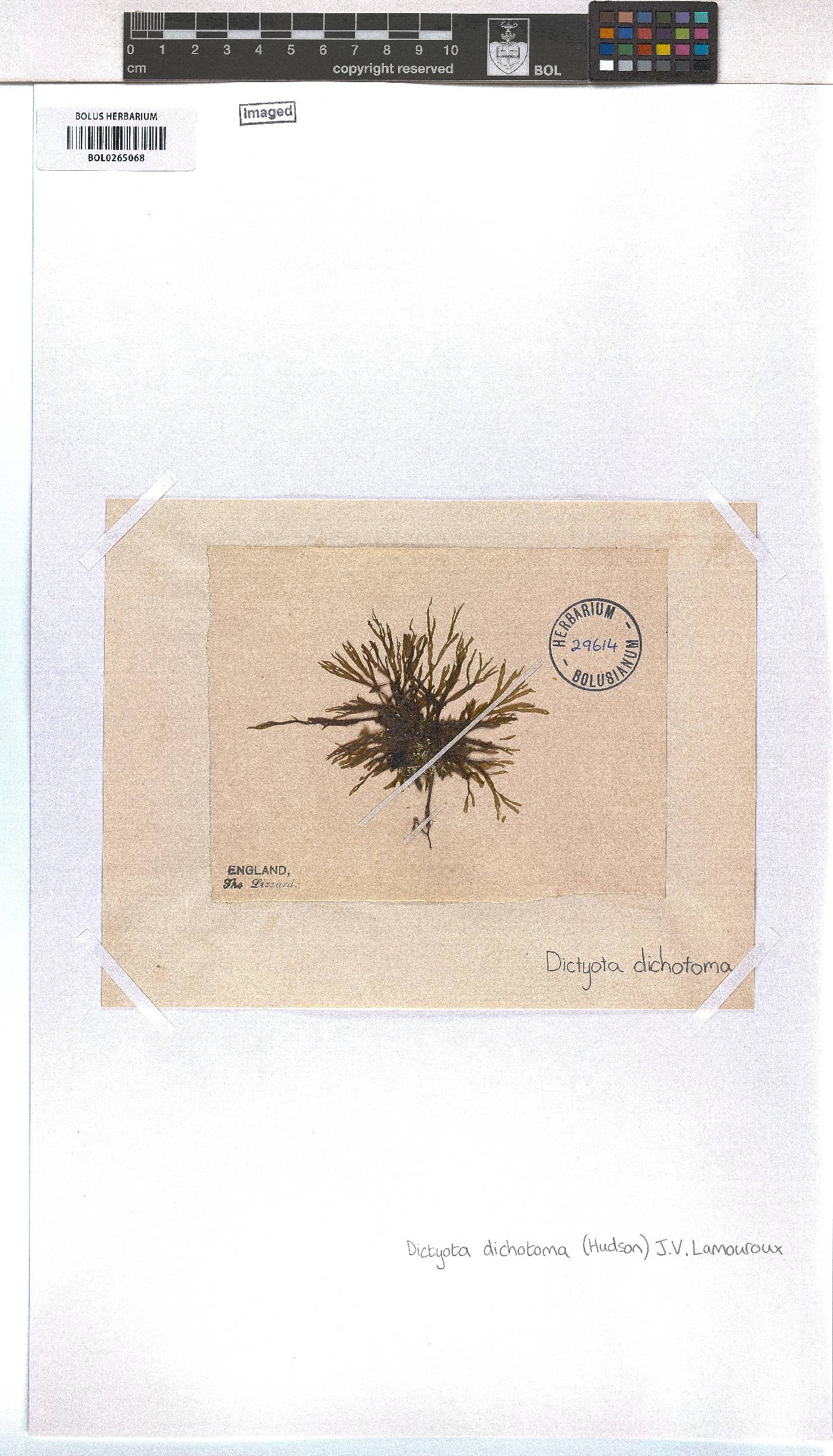 Dictyota dichotoma image
