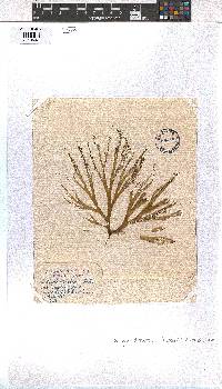 Dictyota dichotoma image