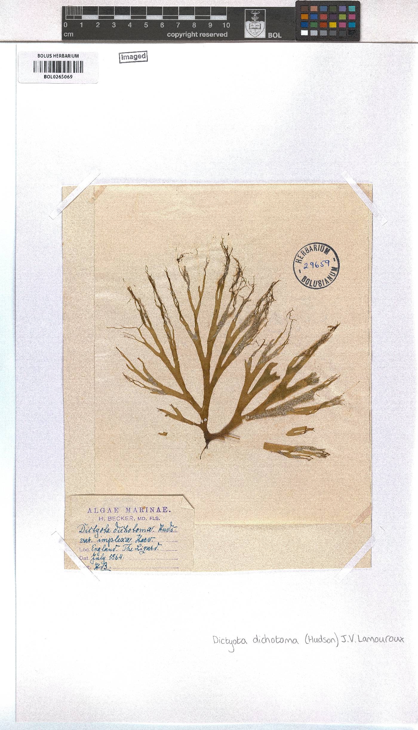 Dictyota dichotoma image