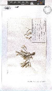 Image of Dictyota alternifida
