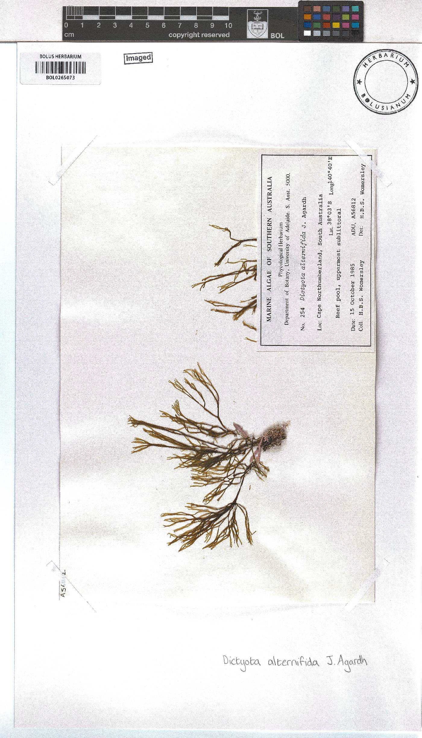 Dictyota alternifida image