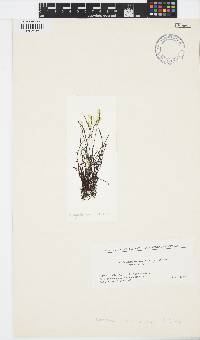 Image of Myelophycus cavus