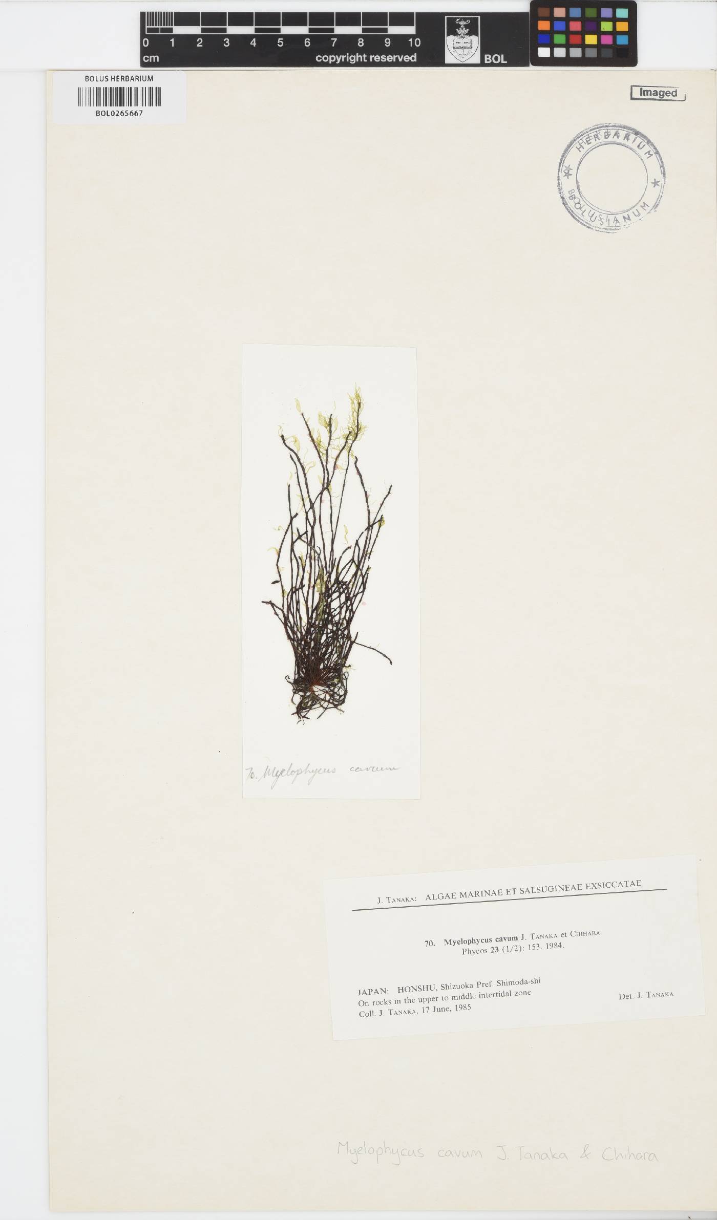 Myelophycus cavus image