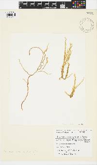 Image of Eudesme novae-zelandiae