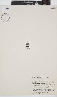Cryptosiphonia woodii image