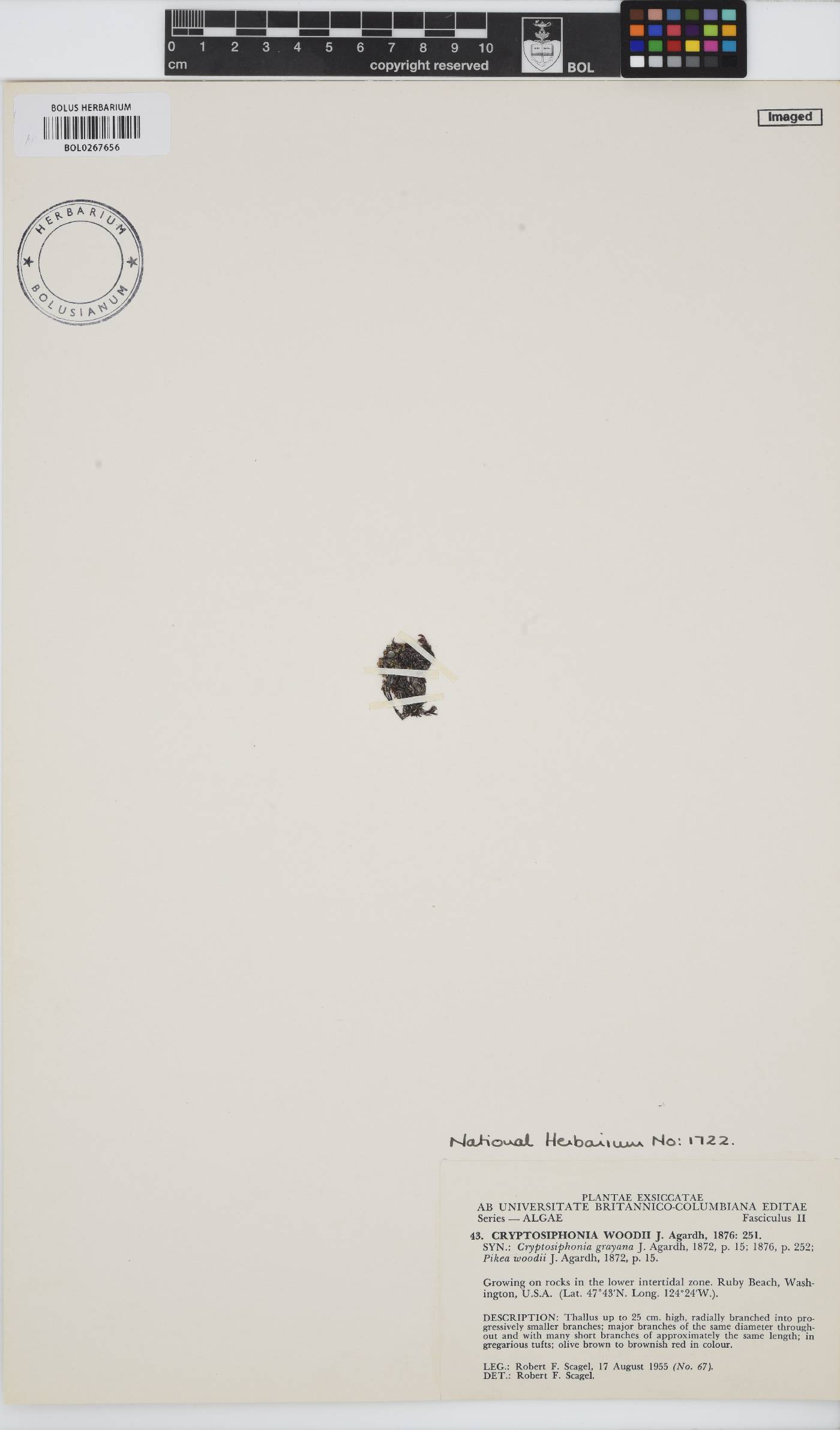 Cryptosiphonia woodii image