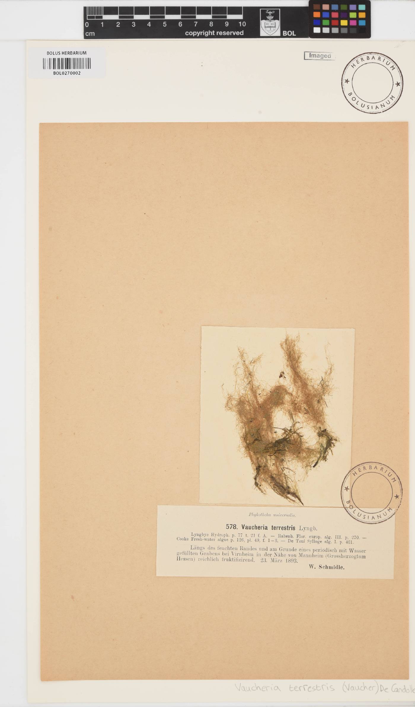 Vaucheria disperma image