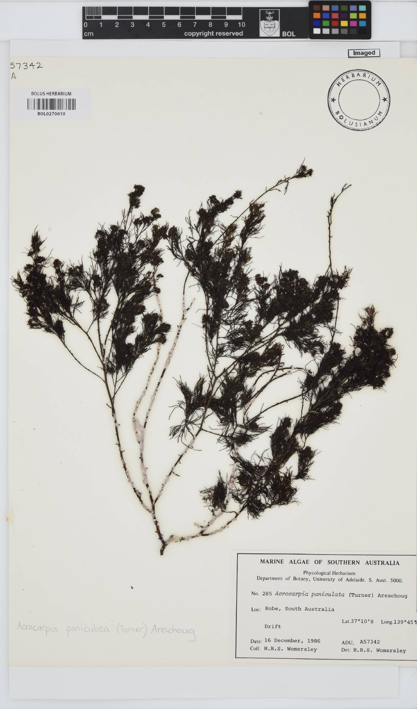 Acrocarpia paniculata image