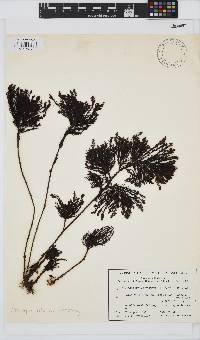 Image of Acrocarpia robusta