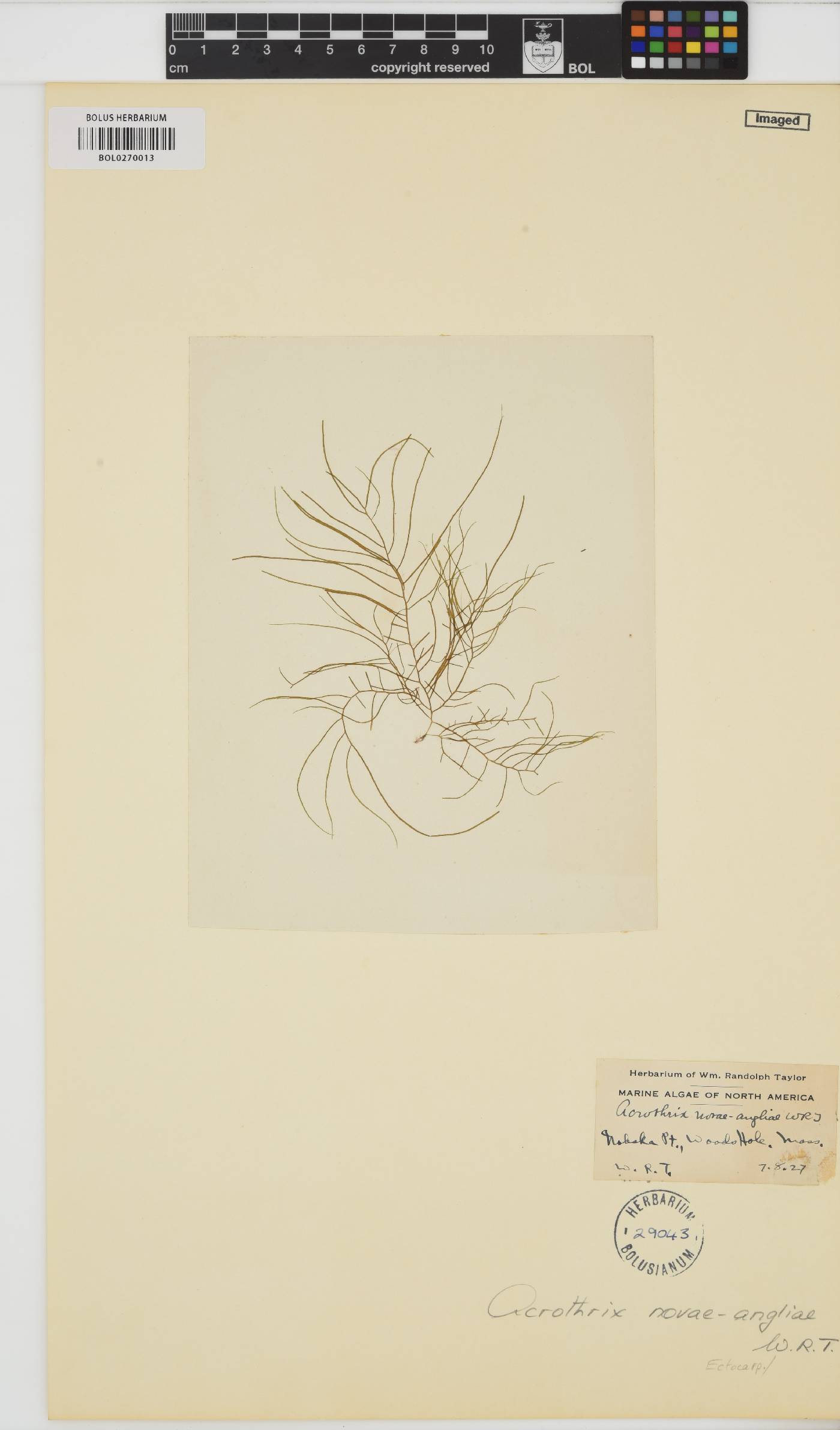 Acrothrix gracilis image