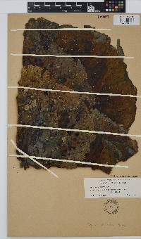 Agarum clathratum image