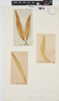 Image of Alaria esculenta