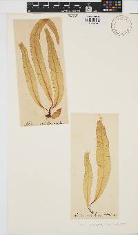 Alaria esculenta image