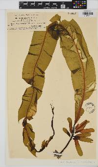 Alaria esculenta image