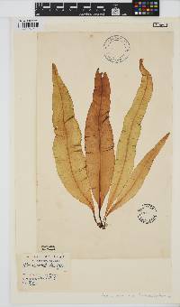 Alaria esculenta image