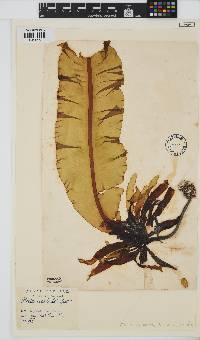 Alaria esculenta image
