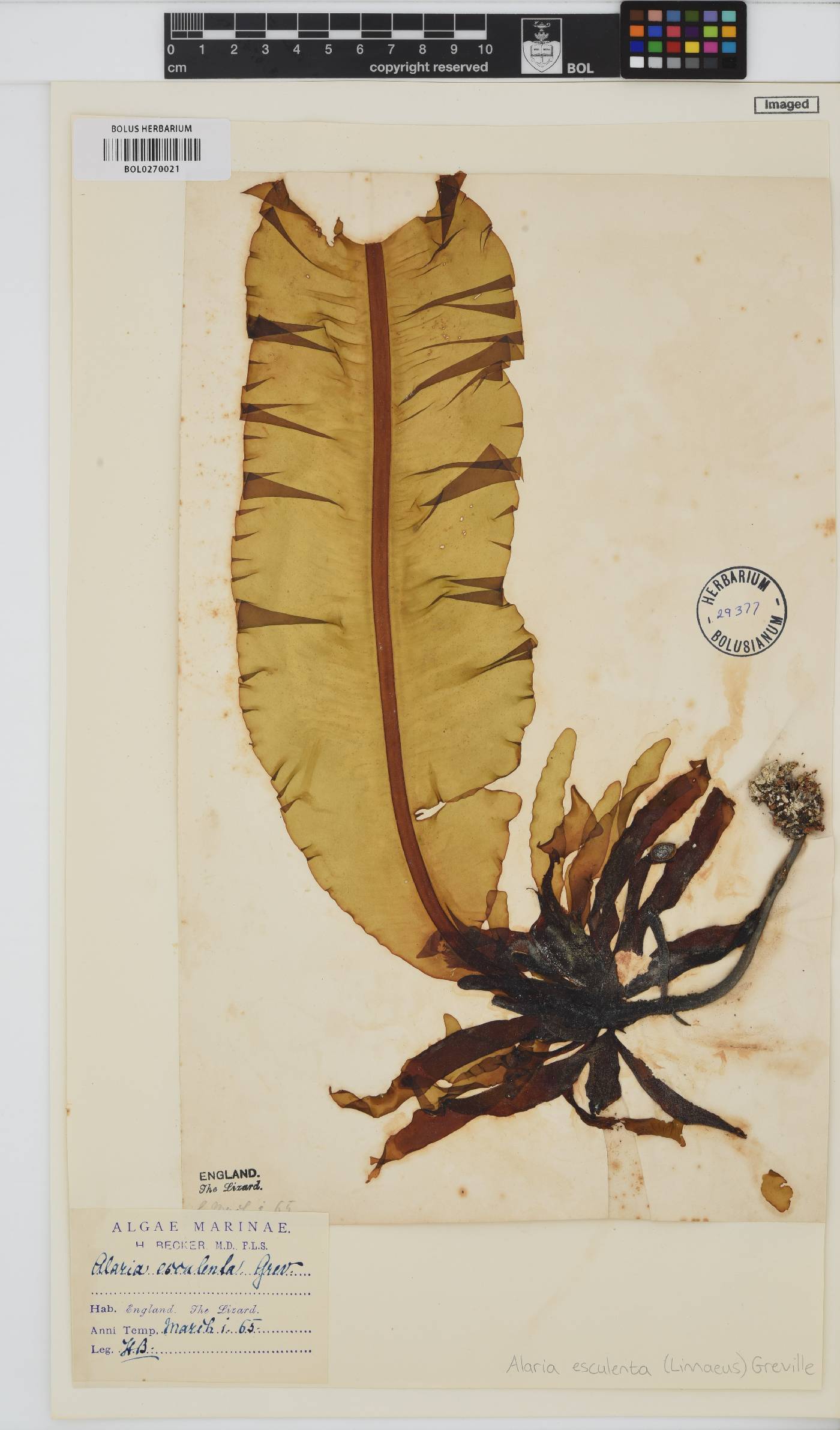 Alaria esculenta image