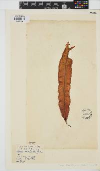 Alaria esculenta image