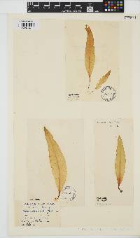 Alaria esculenta image