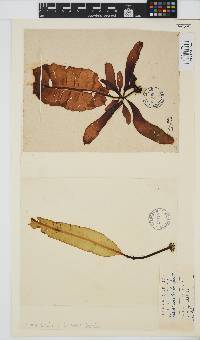 Alaria esculenta image