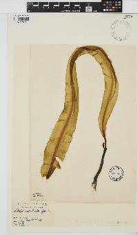 Alaria esculenta image