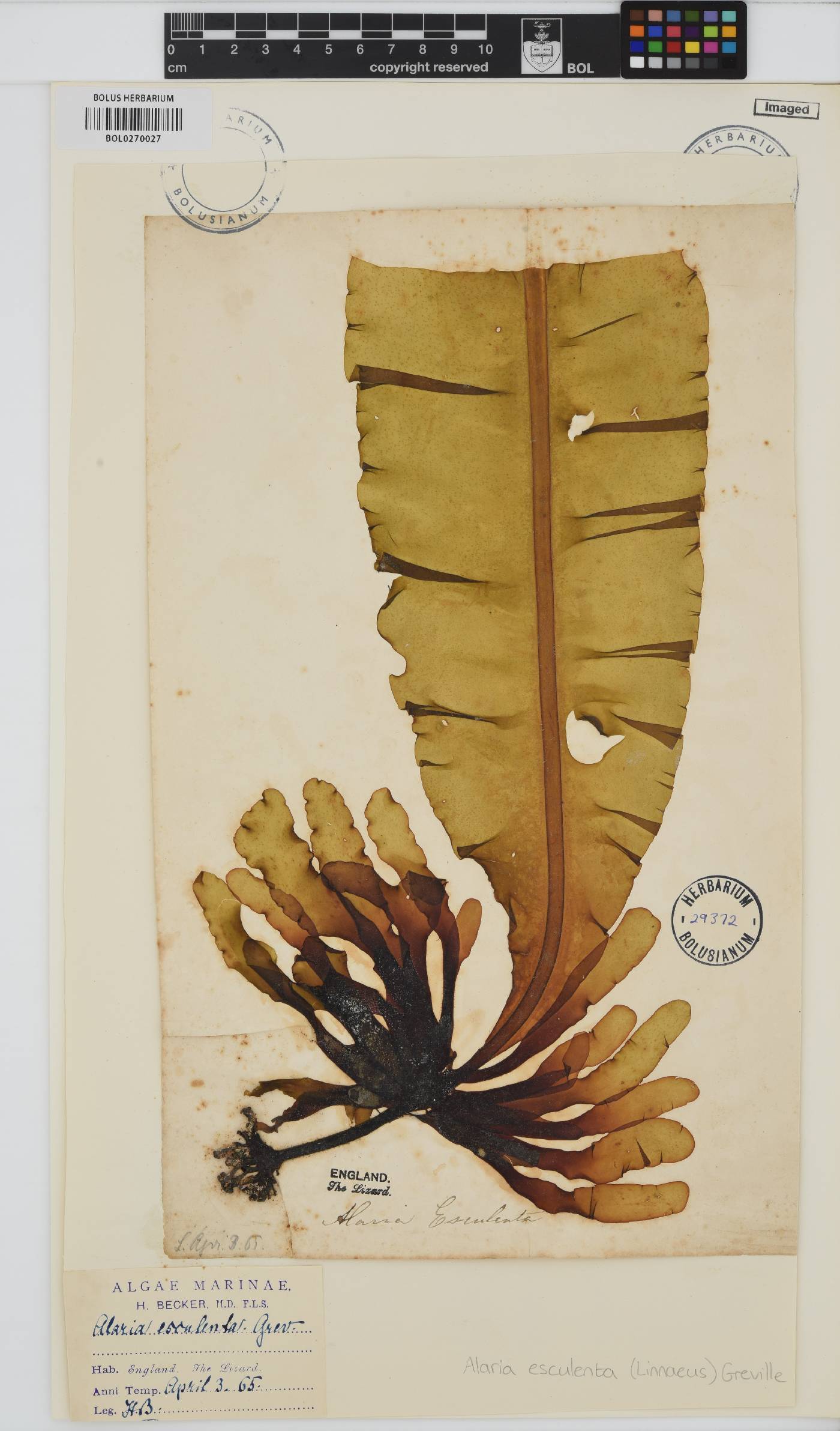 Alaria esculenta image