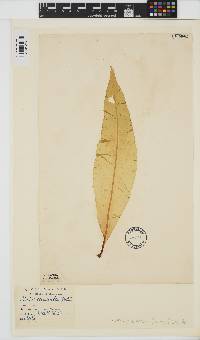Alaria esculenta image