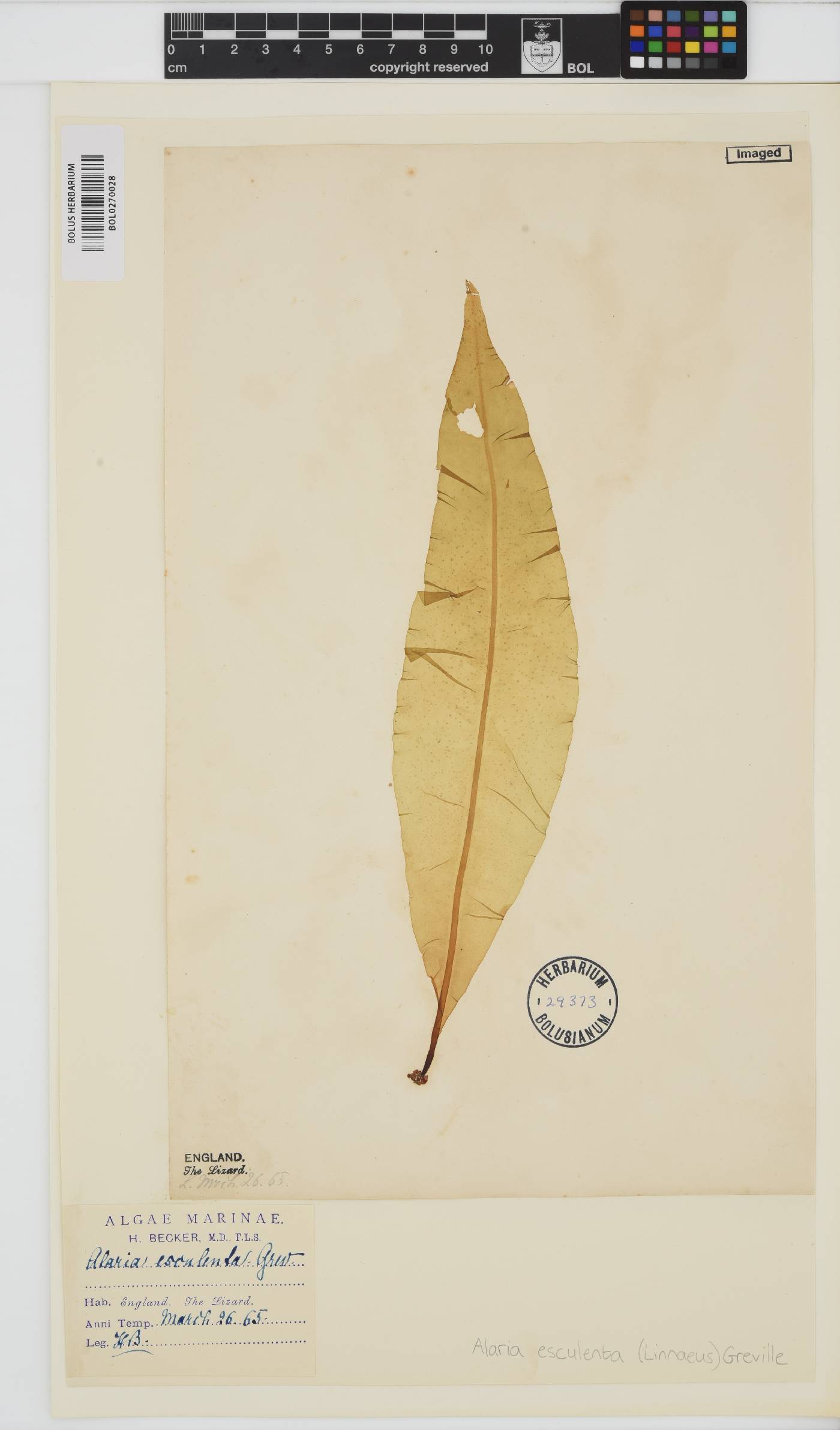 Alaria esculenta image