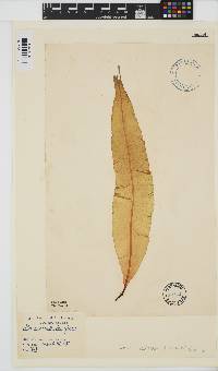 Alaria esculenta image