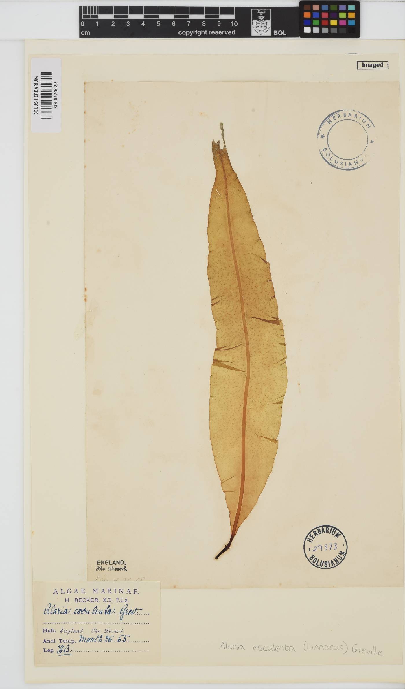 Alariaceae image