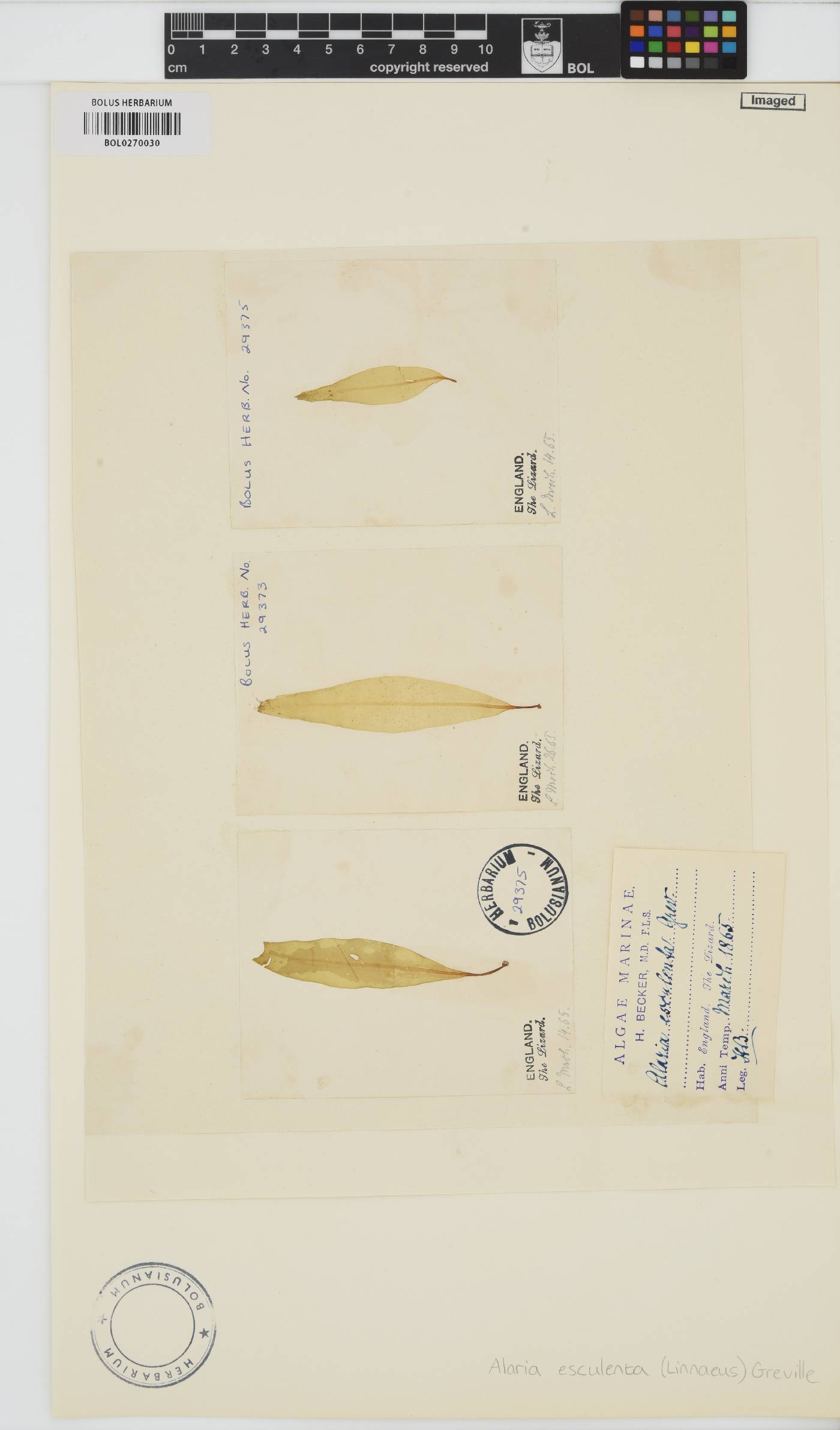 Alaria esculenta image