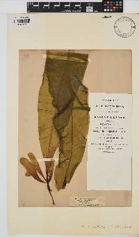 Alaria esculenta image