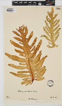 Undaria pinnatifida image