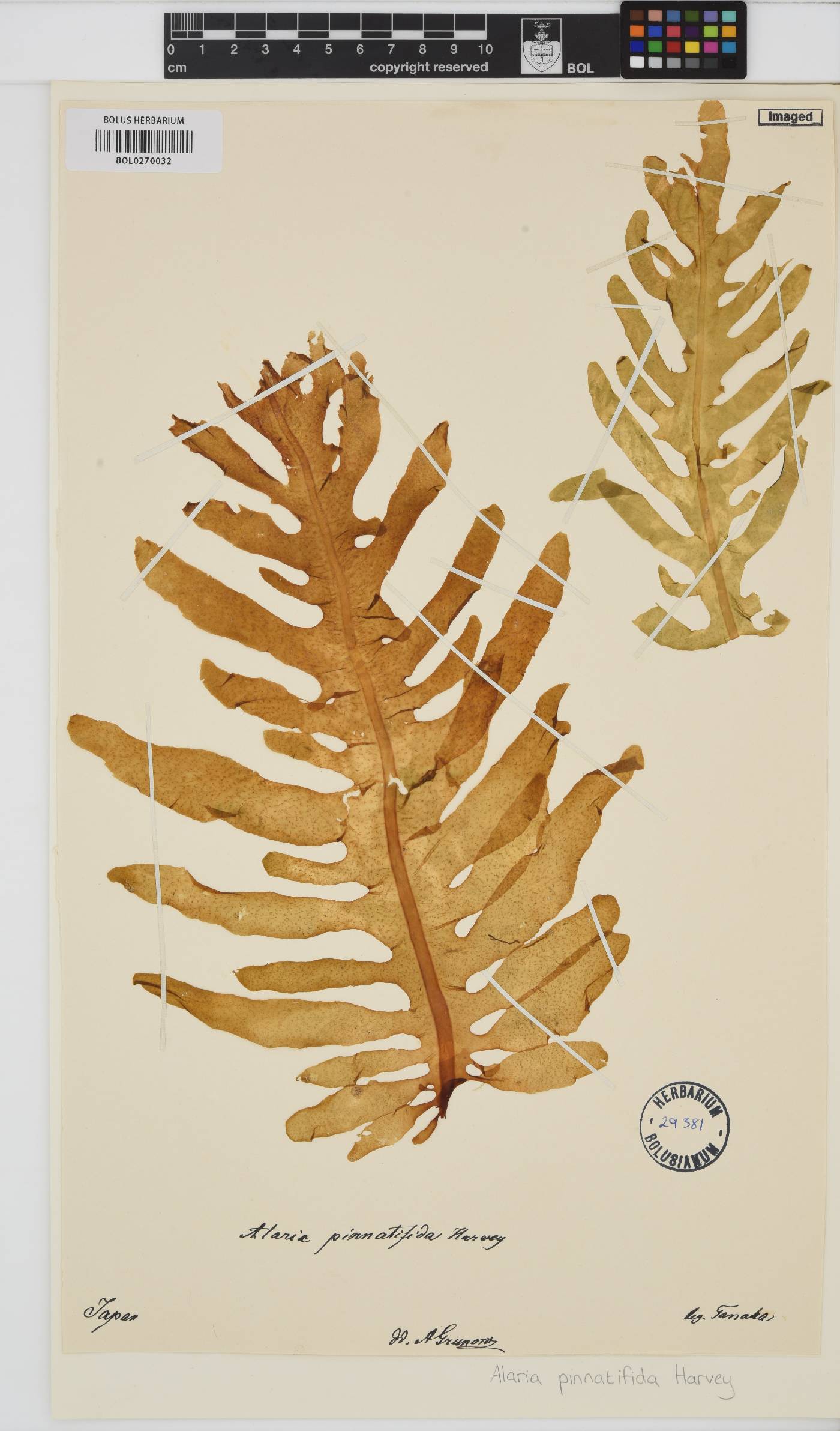 Undaria pinnatifida image