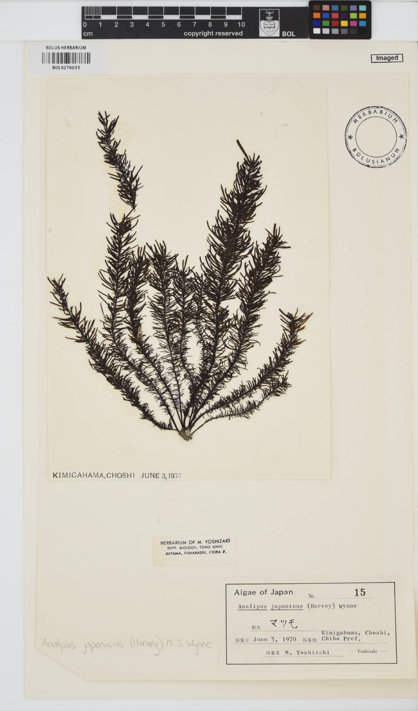 Ralfsiaceae image