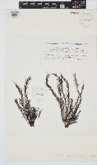 Analipus japonicus image