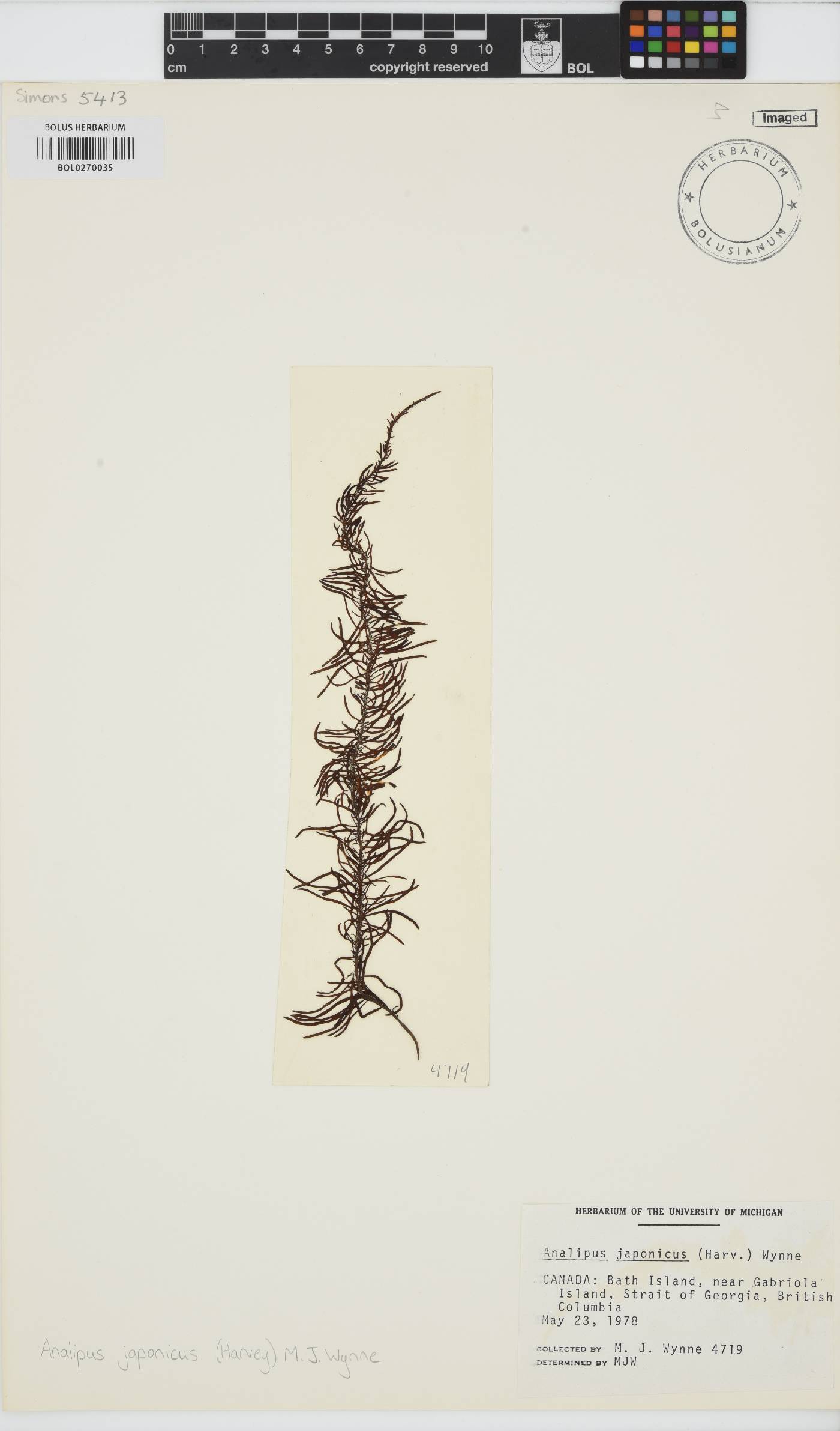 Analipus japonicus image