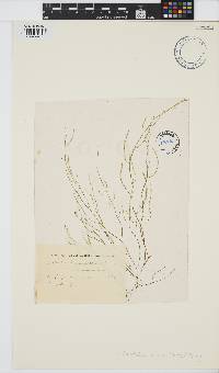 Arthrocladia villosa image