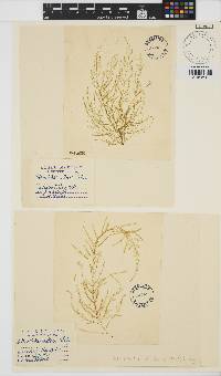 Arthrocladia villosa image