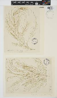 Arthrocladia villosa image