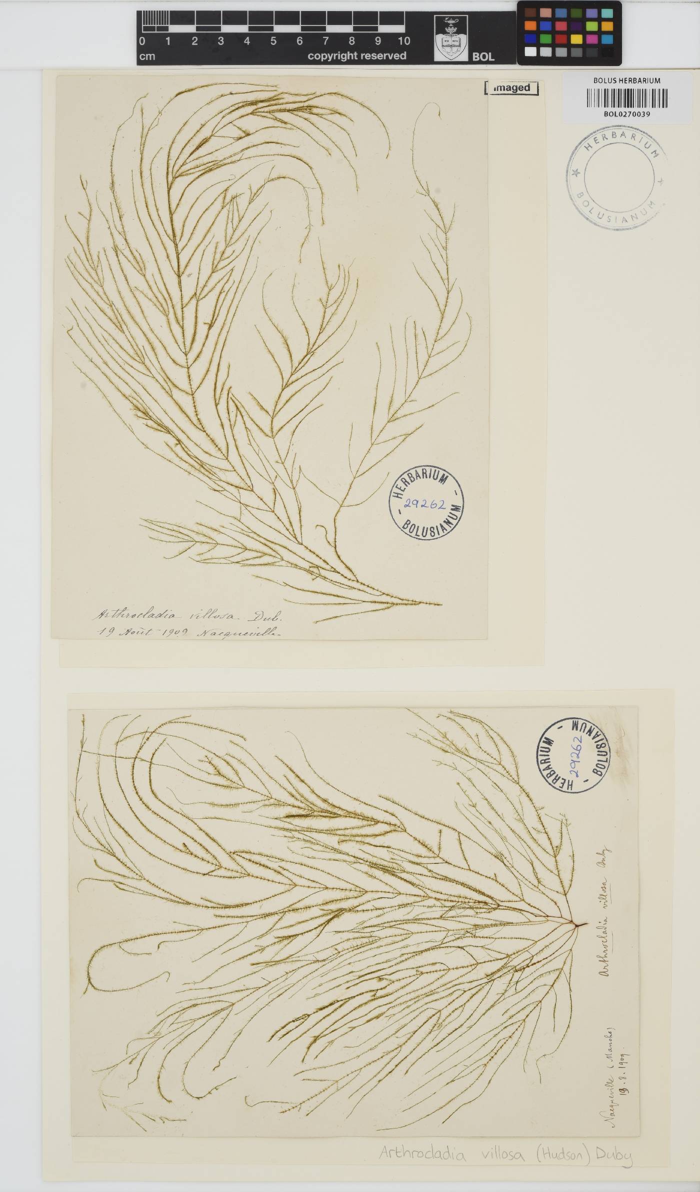 Arthrocladia villosa image