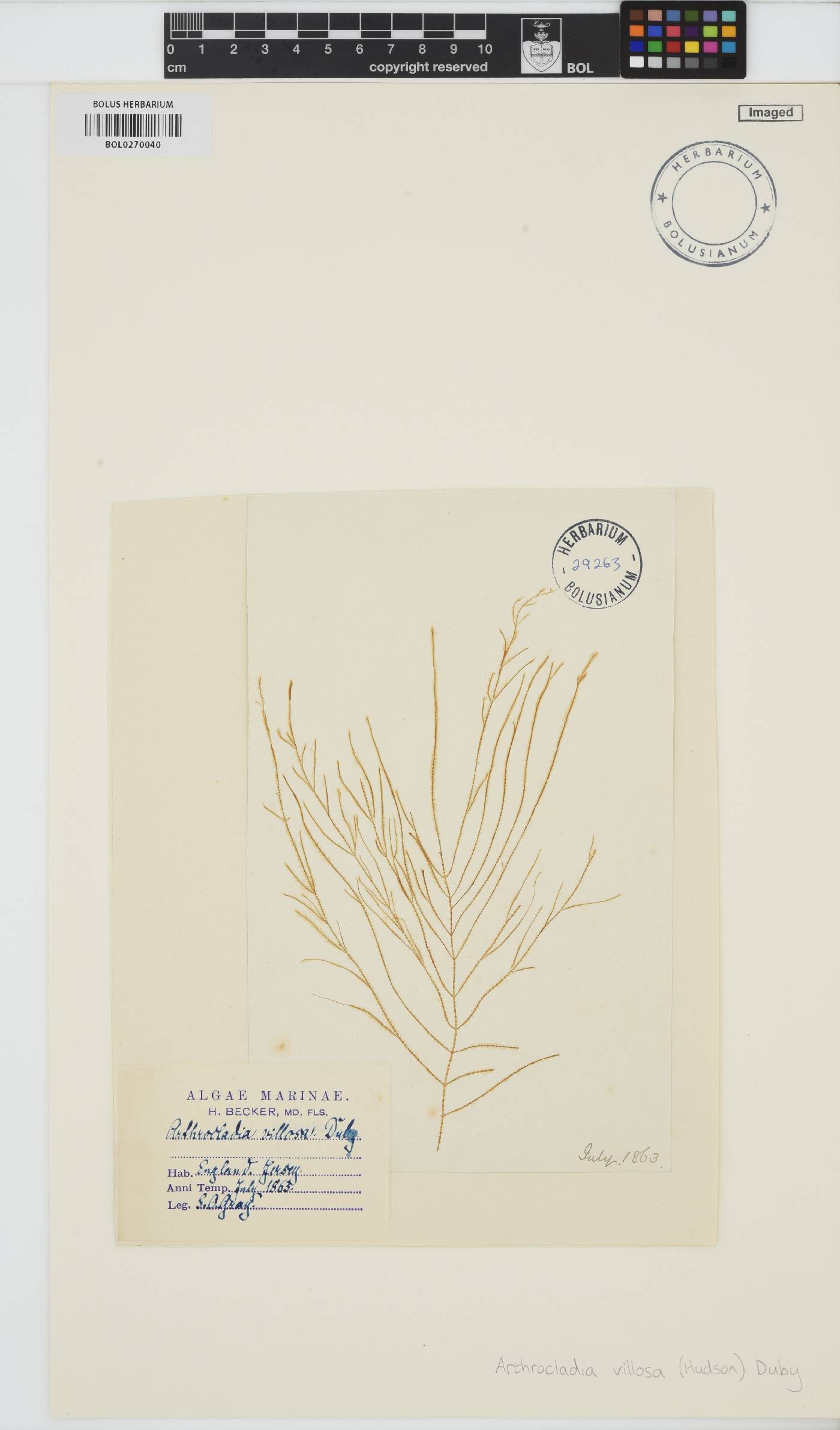 Arthrocladia villosa image