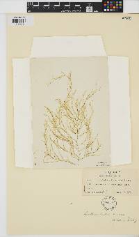 Arthrocladia villosa image
