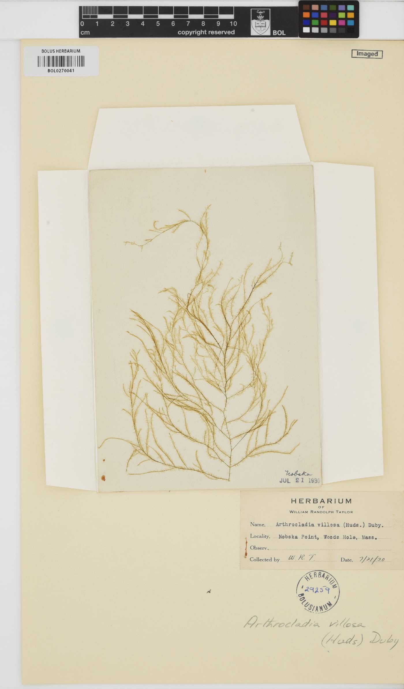 Arthrocladiaceae image