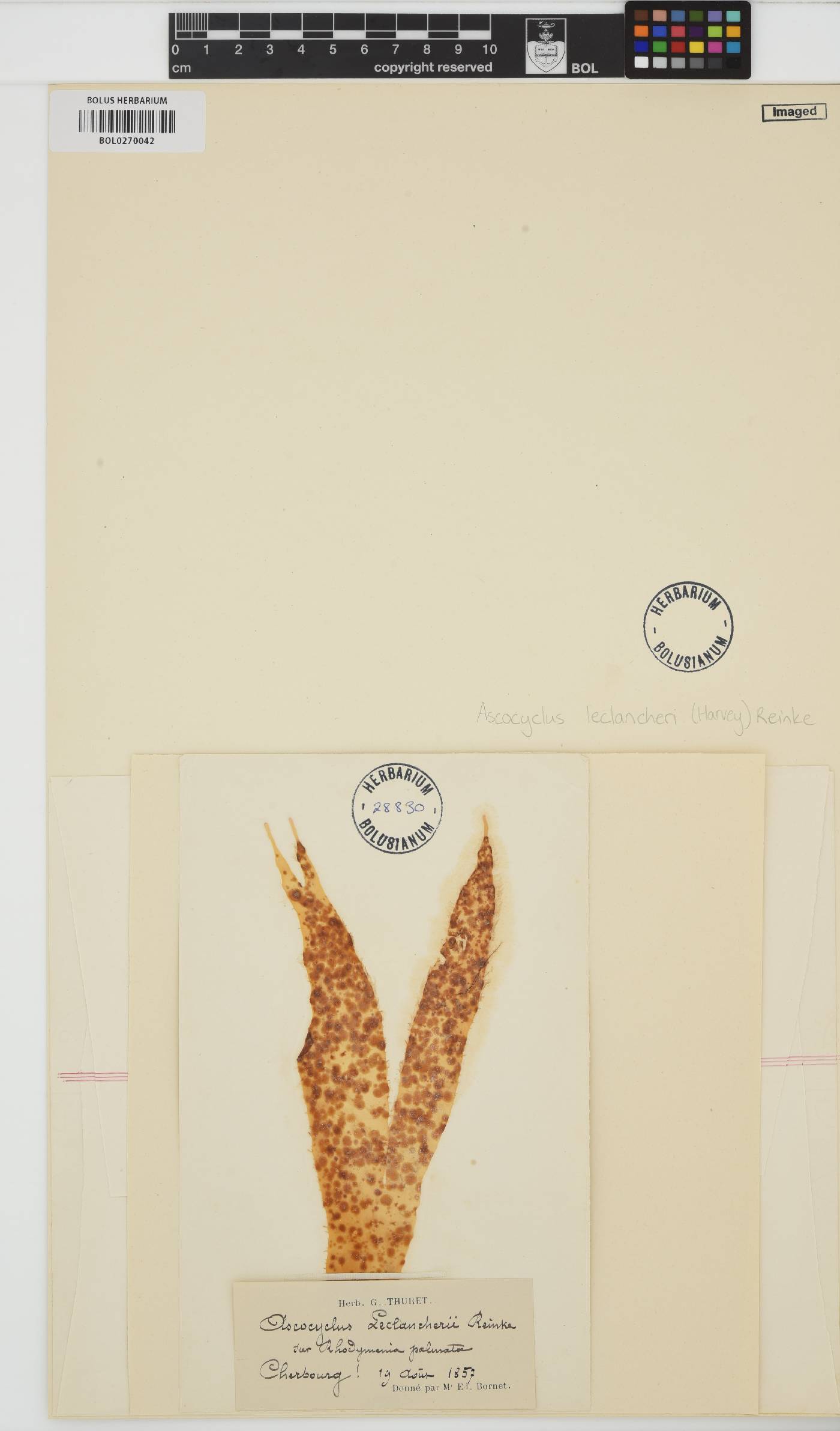 Ascocyclus leclancheri image