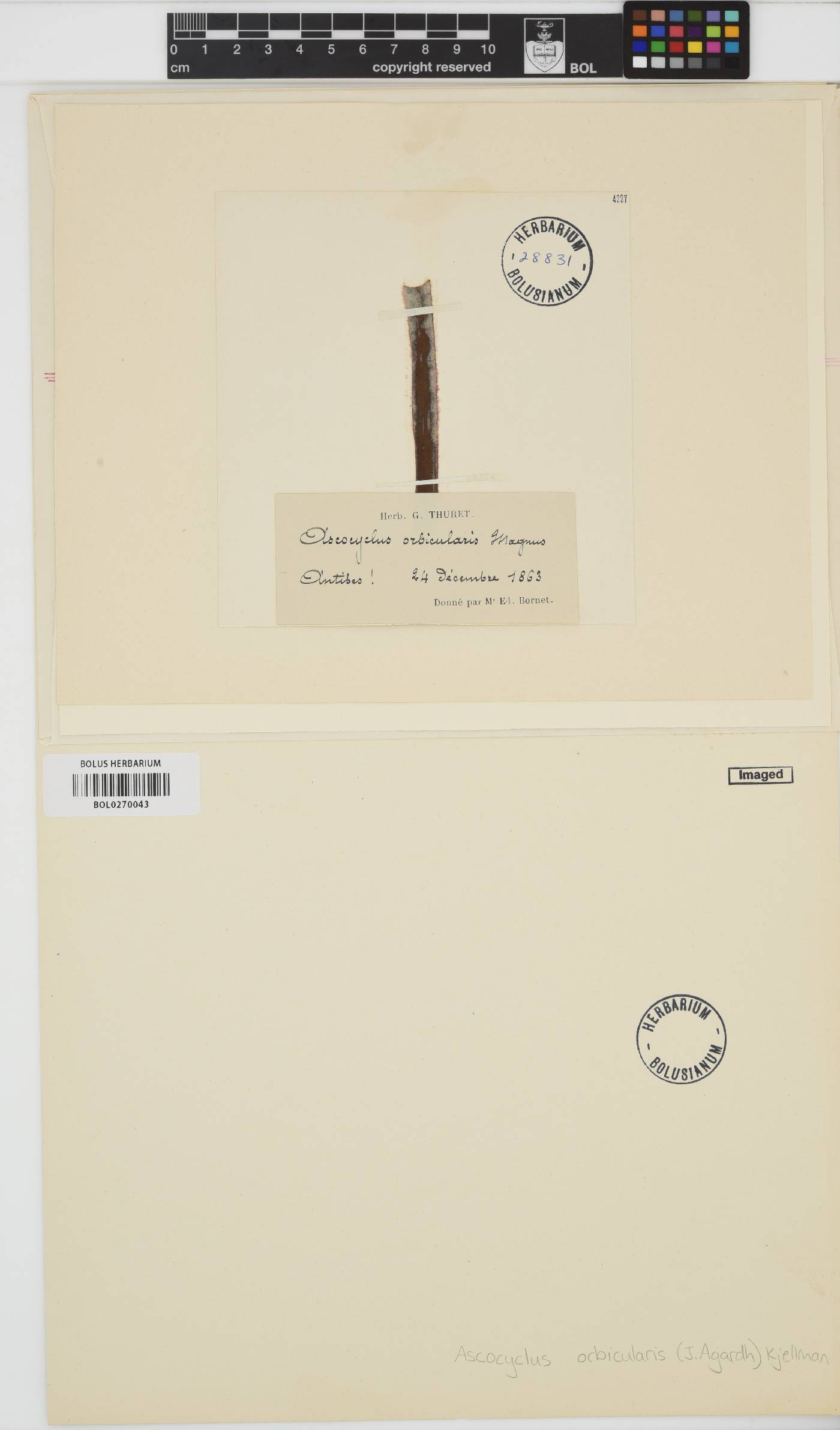 Ascocyclus orbicularis image