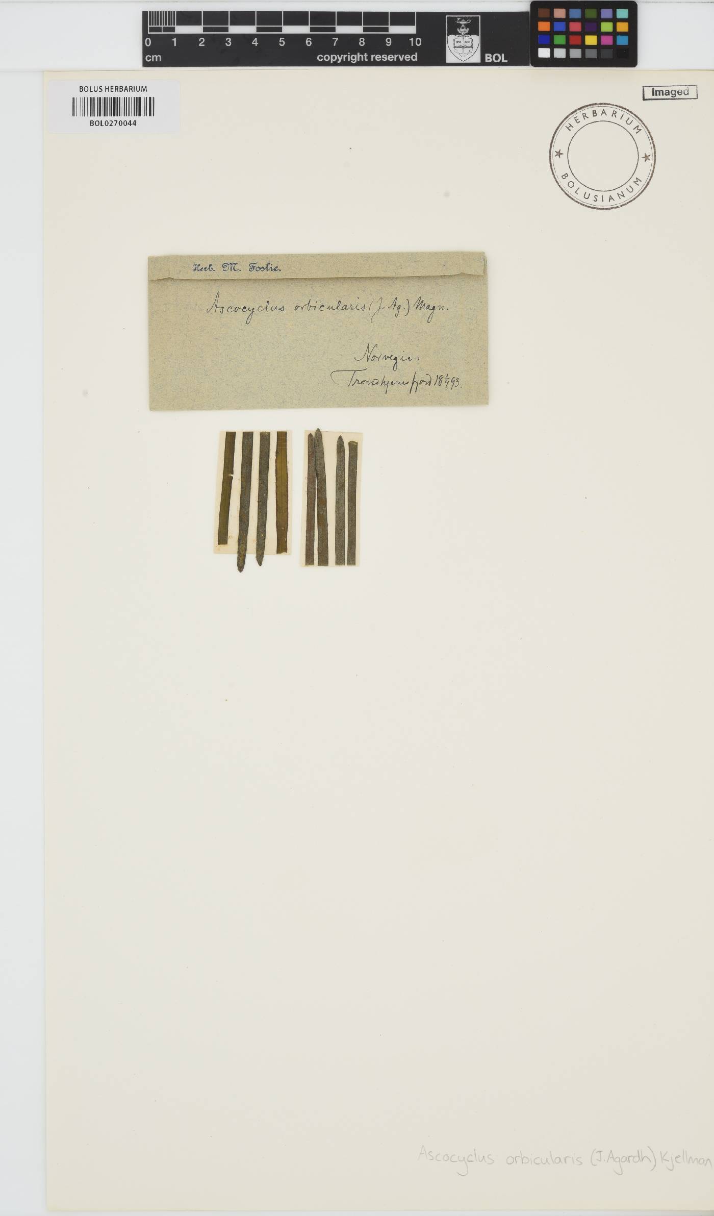 Ascocyclus orbicularis image