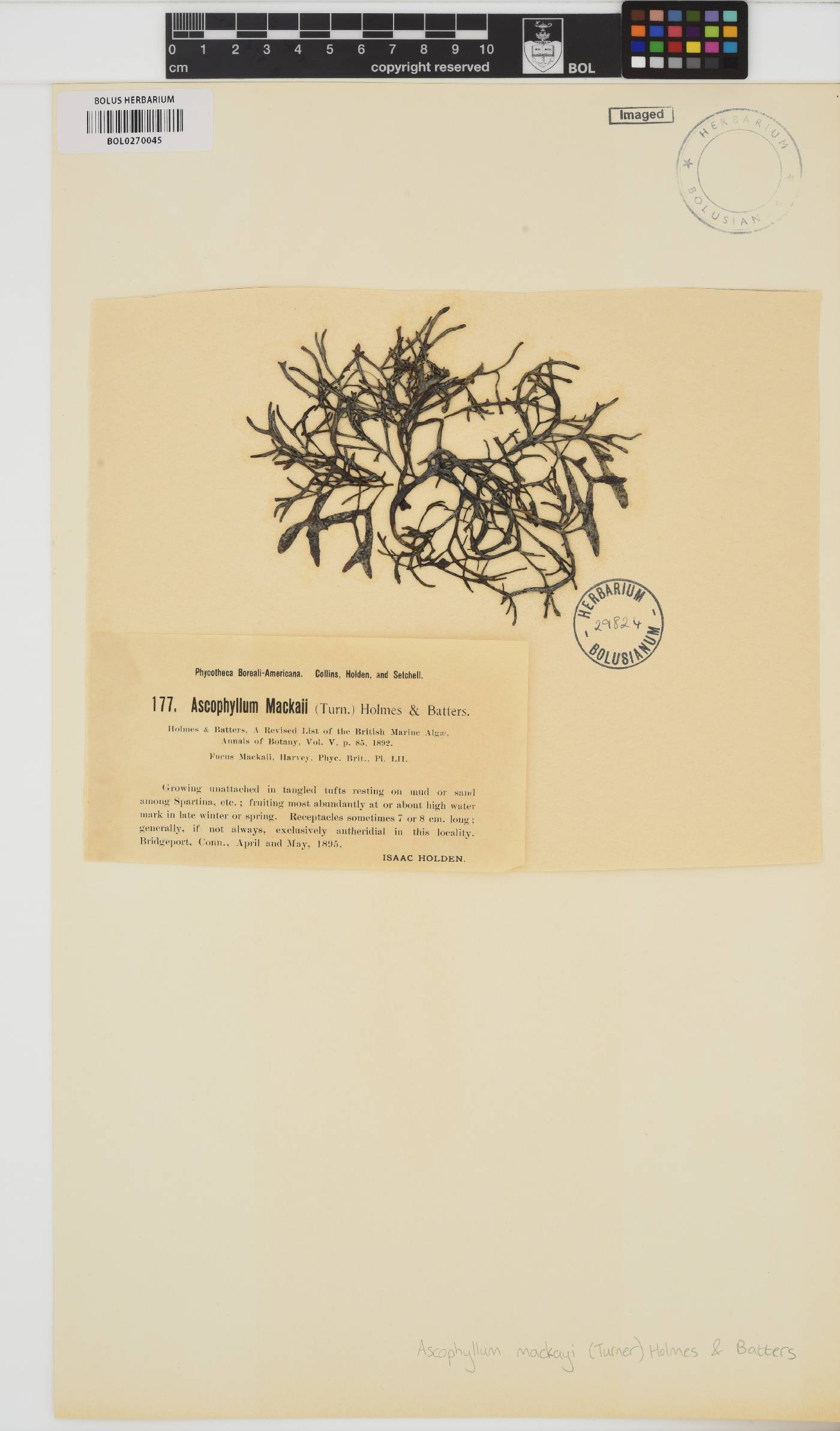 Ascophyllum nodosum image