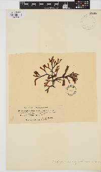 Ascophyllum nodosum image